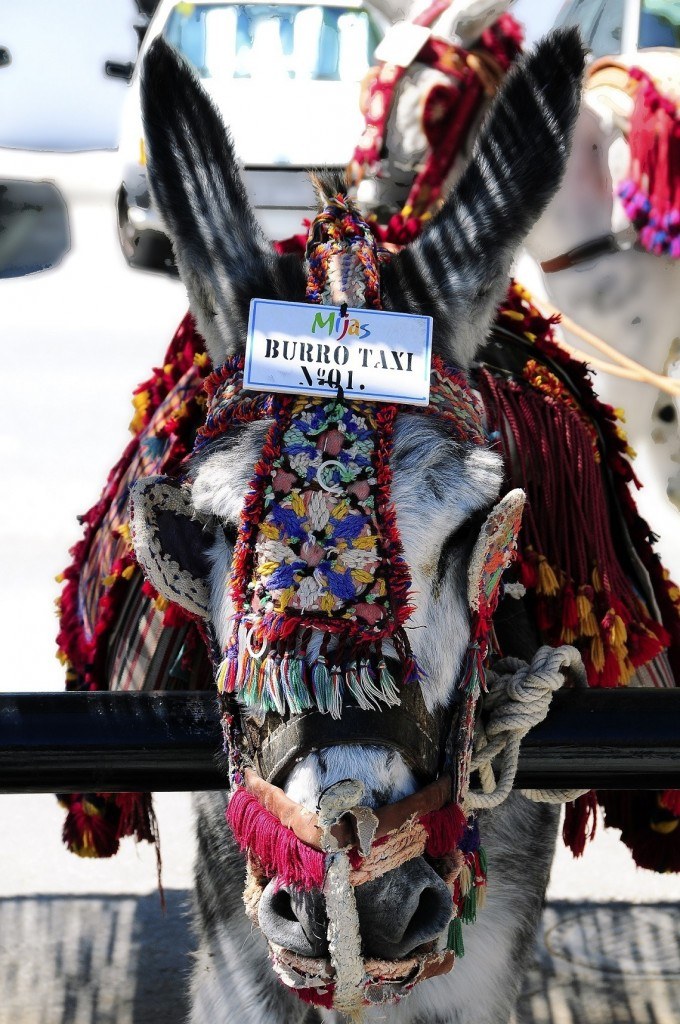 Donkey taxi Mijas Pueblo